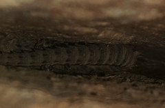 Smaug breyeri