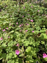 Oxalis eckloniana
