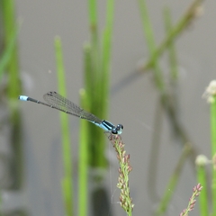 Coenagrionidae