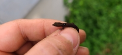 Sphaerodactylus grandisquamis