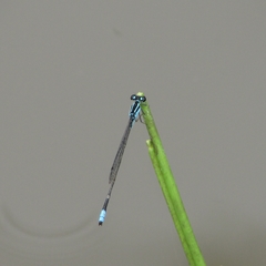 Coenagrionidae