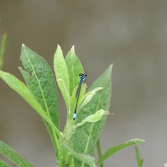 Coenagrionidae