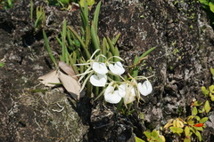 Brassavola nodosa