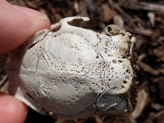 Sylvilagus floridanus
