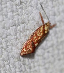 Crepidosceles chryserythra