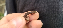 Sphaerodactylus grandisquamis