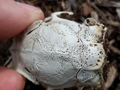 Sylvilagus floridanus