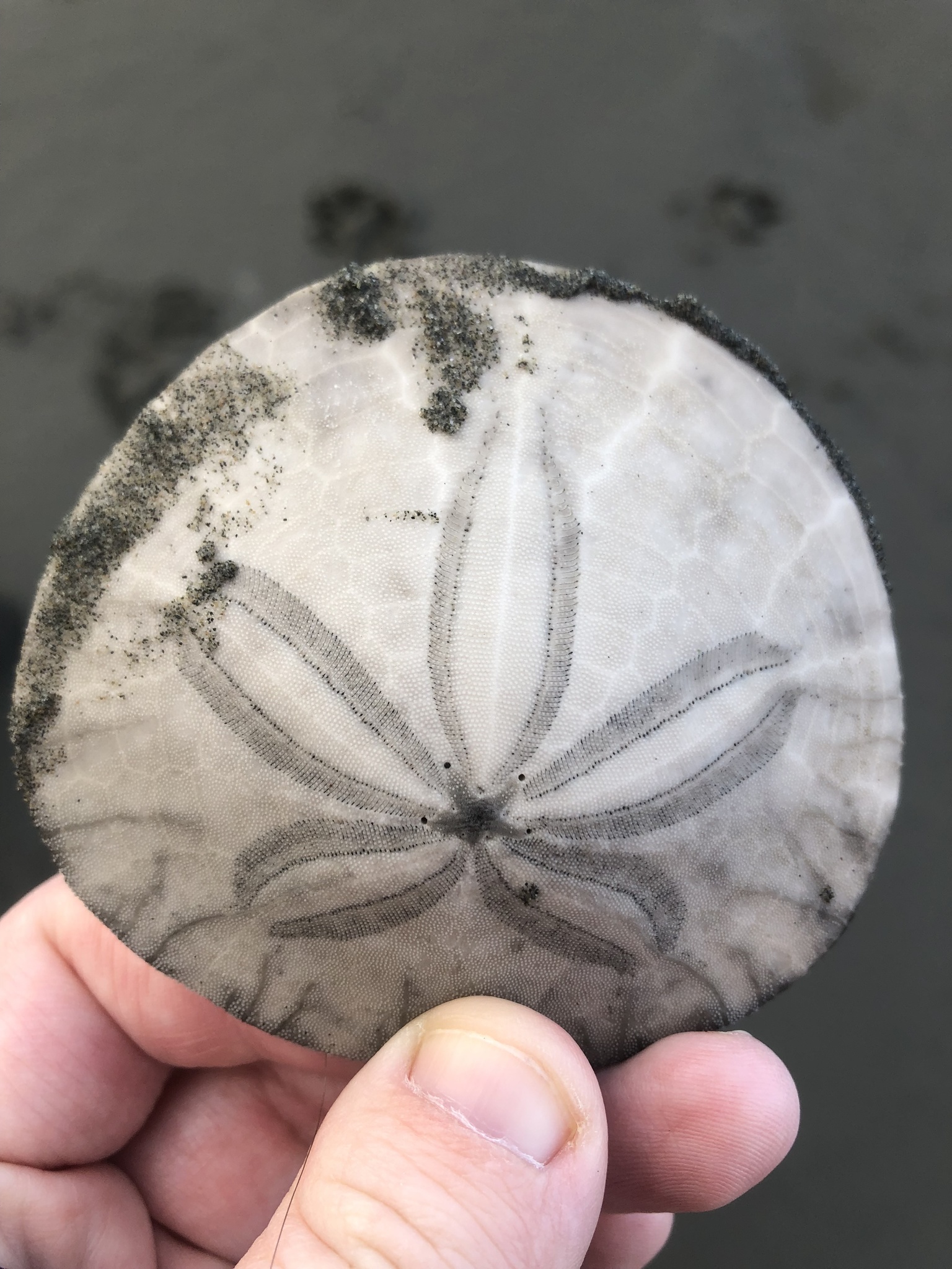 Everything You Need to Know About the Sand Dollar » Sand Dollar