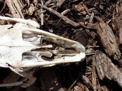 Sylvilagus floridanus