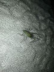 Insecta