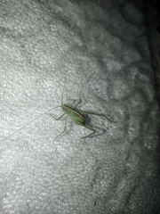 Insecta