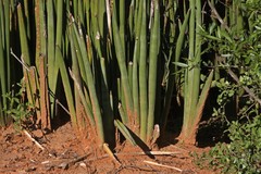 Sansevieria pearsonii