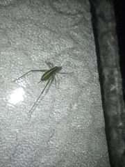 Insecta