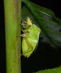 Euschistus variolarius