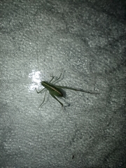 Insecta