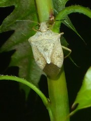 Euschistus variolarius