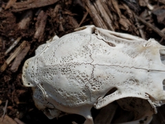 Sylvilagus floridanus