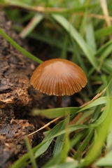 Agaricales
