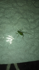 Insecta