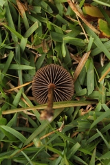 Agaricales