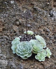 Aeonium aureum
