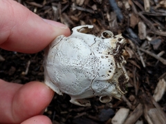 Sylvilagus floridanus