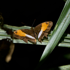 Adelpha cocala lorzae