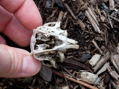 Sylvilagus floridanus