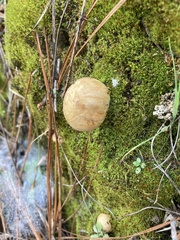 Rhizopogonaceae