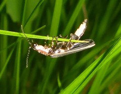 Photinus obscurellus