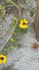 Helianthus debilis