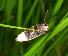 Photinus obscurellus