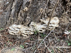 Bondarzewiaceae