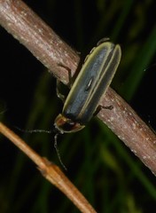 Photinus obscurellus