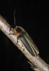 Photinus obscurellus