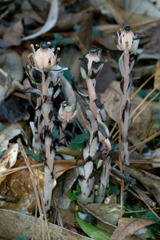 Monotropa uniflora image