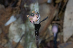 Monotropa uniflora image