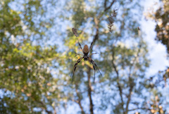 Trichonephila clavipes image