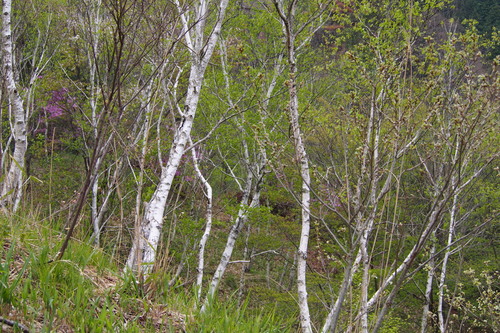 Siberian Birch