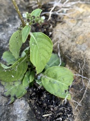 Mitreola