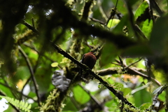 Machaeropterus deliciosus