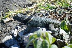 Crevice Swift photo 4