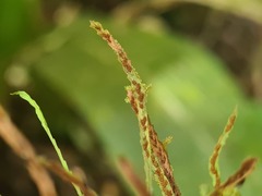 Cochlidium serrulatum