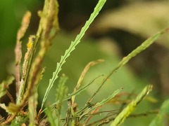 Cochlidium serrulatum