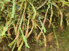 Cochlidium serrulatum