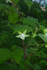 Rubus idaeus strigosus