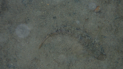 Gobius niger