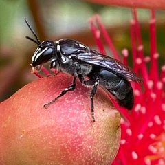 Hylaeus lactifer