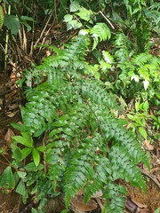 Cyathea petiolata