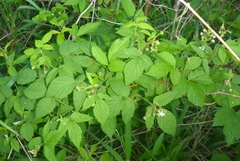 Rubus idaeus strigosus